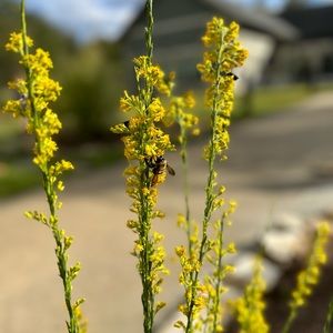 Meet your Posher, Katrina